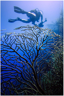 Branching coral.