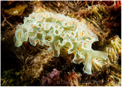 Lettuce sea slug.