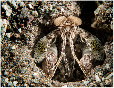 Scaly tailed mantis shrimp.