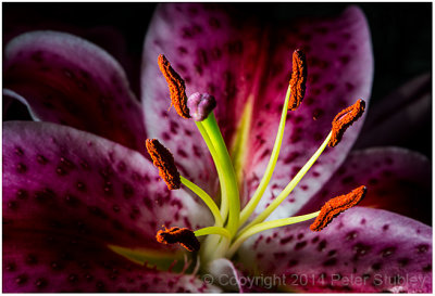 Stargazer lily.