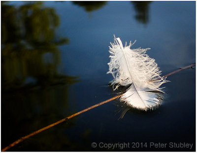 Floating feather.