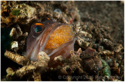 Jawfish with eggs.