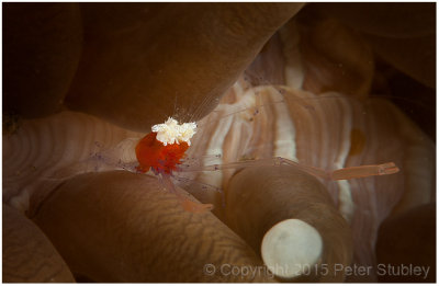 Mushroom coral shrimp.