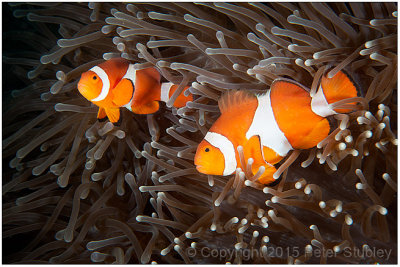 False clownfish.