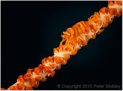 Wire coral shrimp.