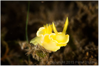 Noumea crocea (nudibranch).