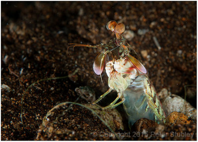 Mantis shrimp (with attitude).