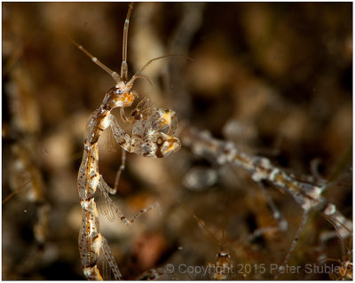Skeleton shrimp.