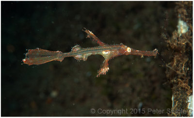 Delicate ghost pipefish.