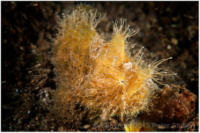 Hairy frogfish.