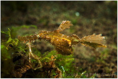 Robust ghost pipefish.