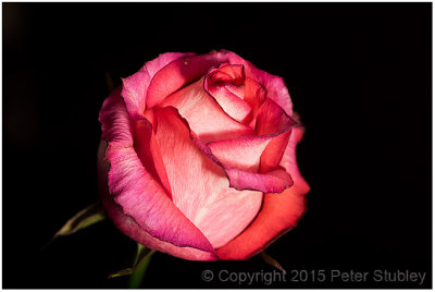 Soft light rose.