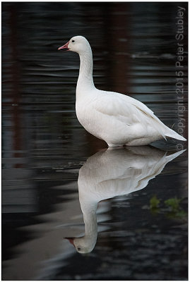 White goose.
