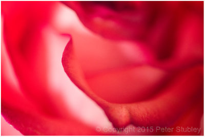 Rose petal.