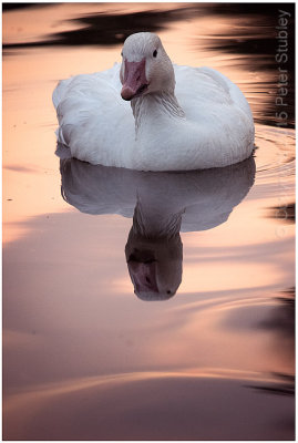 White goose reflection.