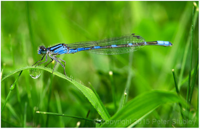 Damselfly (and a droplet that snuck in).