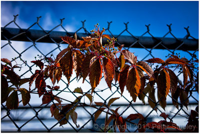 Fenced colours.