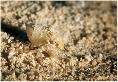 Tiny hermit crab.