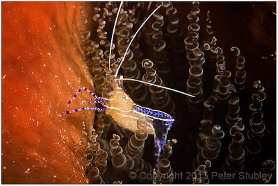 Pregnant Pedersen's shrimp.