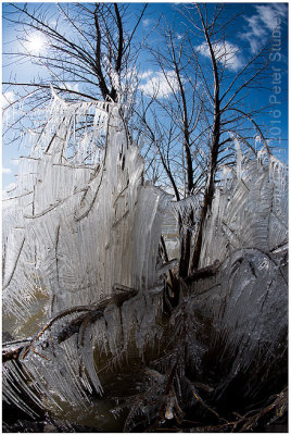 Ice tree.