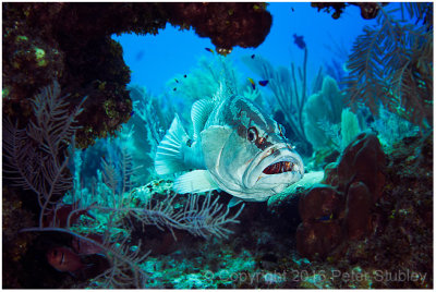 Nassau grouper at cleaning station.