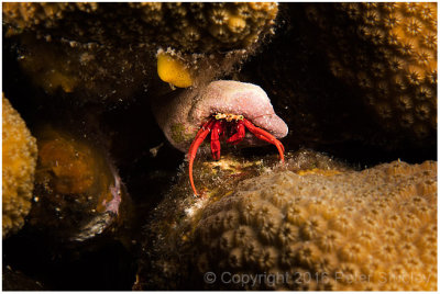 Red reef hermit crab.