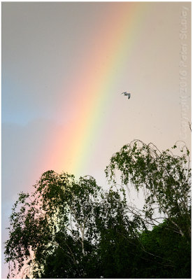 Flying over the rainbow.