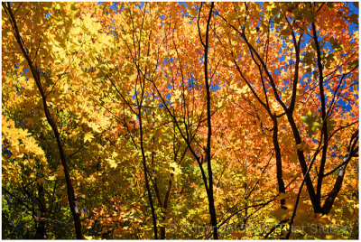 Morgan Arboretum:  fall colours.