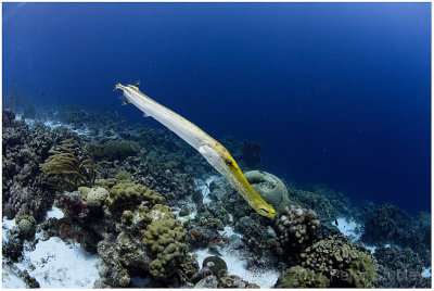 Trumpet fish in available light.