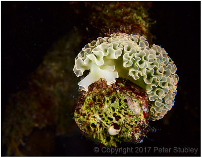 Lettuce leaf sea slug.