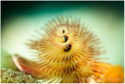 Christmas tree worm.