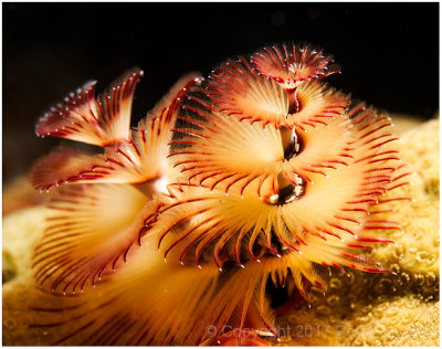 Christmas tree worm.