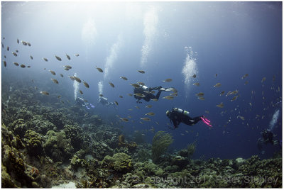 Reefscape.