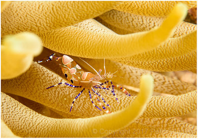 Spotted cleaner shrimp.