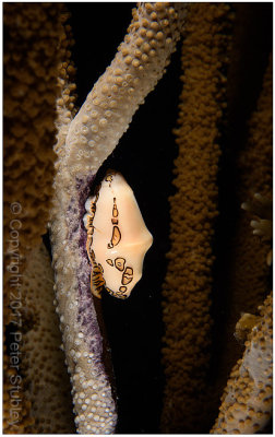 Flamingo tongue.