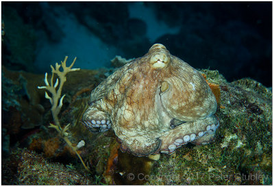 Octopus!