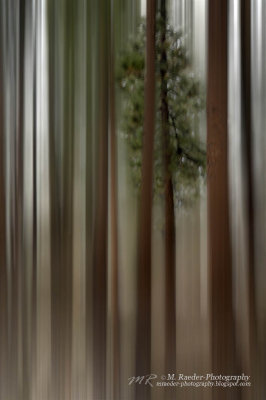 1008_DSC6477_s-Tahoe-Abstract.jpg