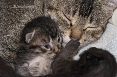 Mom+2 kittens