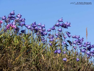 Summer Bloom, Harebell