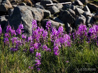 Fireweed, Valley of Flowers, Tasiilaq