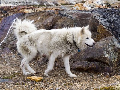 Greenland dog