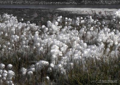Arctic cotton swaying in the wind