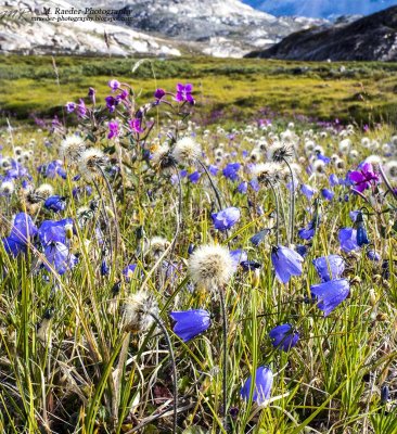 Springflowers on a hike to the glaciers