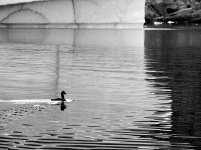 Rare birdlife among the icebergs