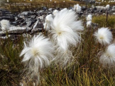 Arctic cotton swaying in the wind