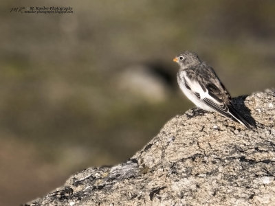 One of the very few songbirds that we saw in East Greenland