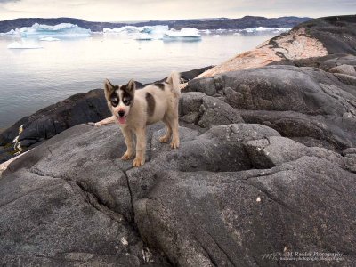 An island among the icebergs