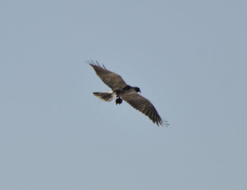 Snail Kite, Male