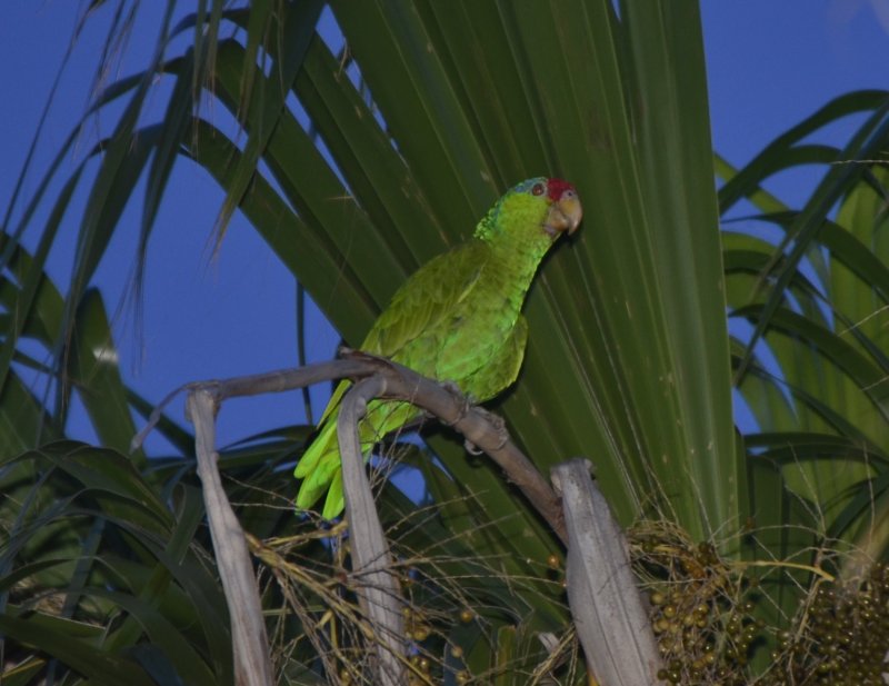 Lilac-crowned Parrot