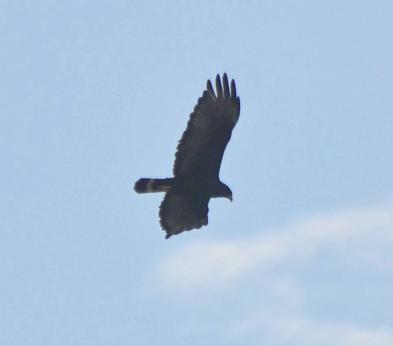 Zone-tailed Hawk 